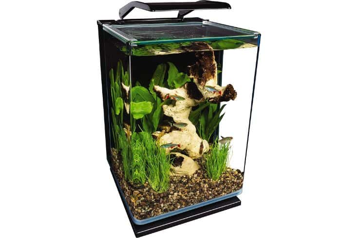 Biggest Tank For Guppies – Critiques and Purchaser’s Data