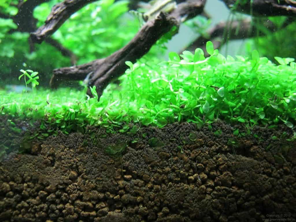 How To Add Keep Vegetation To Your Aquarium