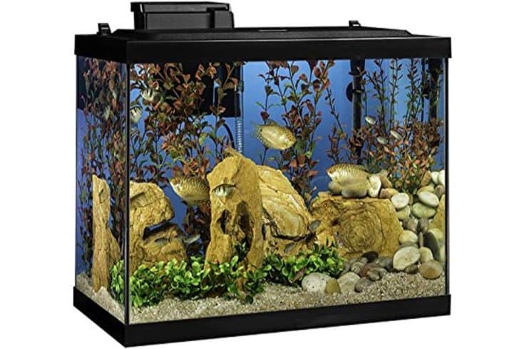 Goldfish Freshwater Tank Setup & Ideas