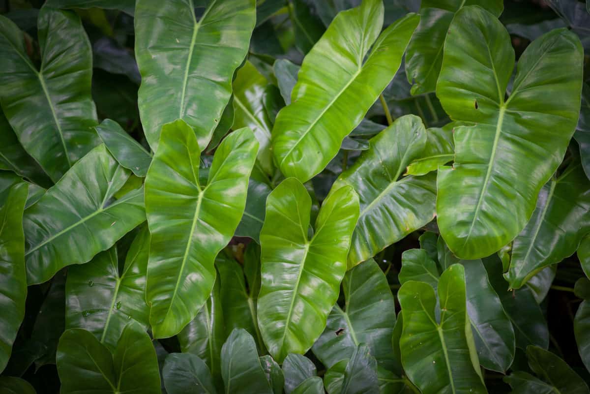 Your Full Info to Defending Philodendron In Aquarium